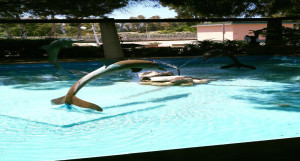 delfini slide header